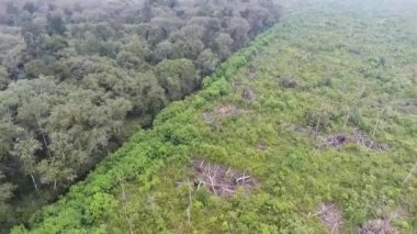 Yukarıdaki Ormanın Yanındaki Flora Tarlası İleri Kaydır
