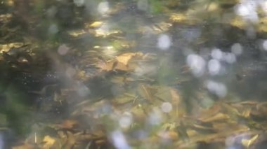 Gölette Dalgaların Altında Yüzen Balıklar Yukarı Aşağı