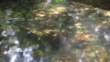 Balıklar berrak havuzda birlikte yüzüyor, soldan sağa kıvrılıyor, sonra yukarı doğru eğiliyor.