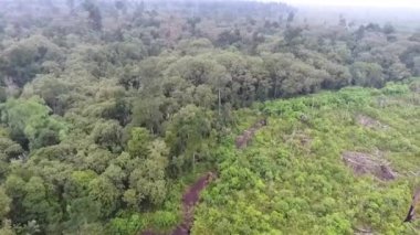 Flora 'nın ormanı ve tarlası soldan sağa doğru kayar ve ileri doğru kayar..