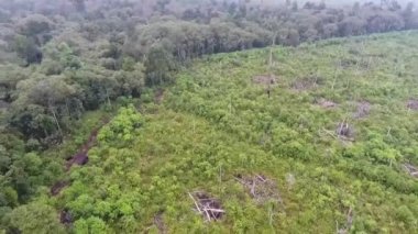  Flora 'nın ormanı ve tarlası sağdan sola doğru kayar ve ilerler.