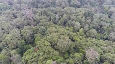  Yukarıdan ağaçlar öne doğru kayar ve aşağı doğru eğilir.