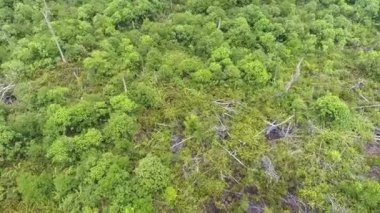 Orman ağaçları yukarıdan öne doğru kayar, sonra aşağıya doğru eğilir..