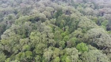  Yukarıdan aşağıya doğru eğimli orman ağaçları.