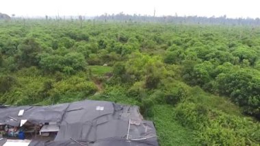 Yukardan gelen orman ağaçlarıyla çevrili sera çatısı 