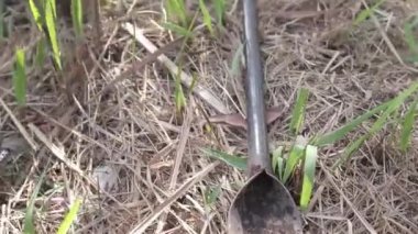 Flora meydanında kürekle çalışan insanların bacakları.