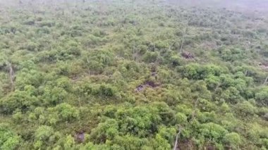 Orman Ağaçlarının Üzerinden Geçmek - İleri Kaydır