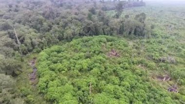 Flora 'nın Ormanı ve Tarlası' ndan Yukarı Kayarak İlerleyin