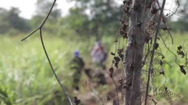 Flora 'da Ağaç Gövdesi Arkasında Yürüyen İnsanlar