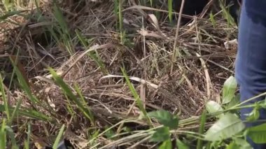 Flora 'nın Arazisinde Çalışanlar