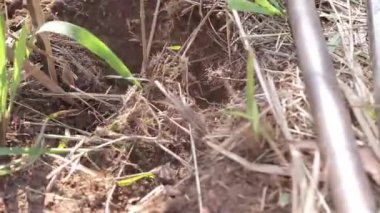 toprağa ağaç dikme 