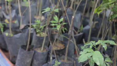 Serada Bitkiler Hizalandı