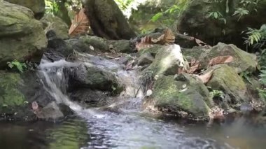 Flora ve Kayalarla çevrili nehir suyu 