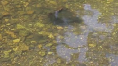 Temiz Nehir Altındaki Kayalar - Pan - Sağa Sonra Sola