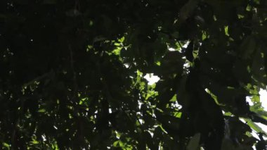 Yapraklardan parlayan Güneş Işınları 