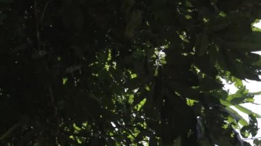 Yapraklardan parlayan Güneş Işınları
