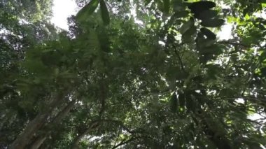 Altından Ağaç Yaprakları Güneşin Altında