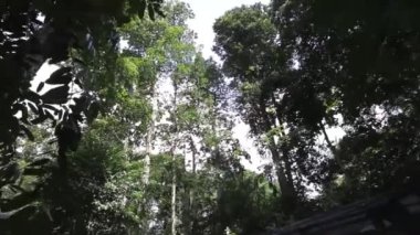 Ağaçlar ve aşağıdan Flora - Pan - soldan sağa