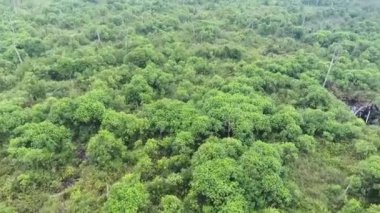 Ormandaki Ağaçlar - Pan - Soldan Sağa.