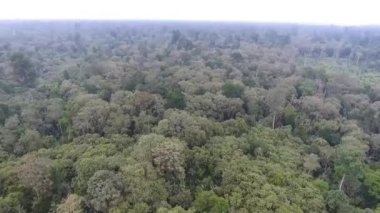 Ormandaki Ağaçlar - Pan - Sağdan Sola