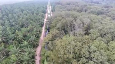 Ormandaki Ağaçlar ve Yukarıdan Gelen Su Kaynağı