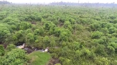 Yeşil Ormanın Hava Görüntüsü - İleri Kaydır