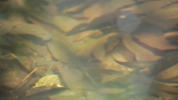 鱼儿在清澈的池塘里游泳 — 图库视频影像