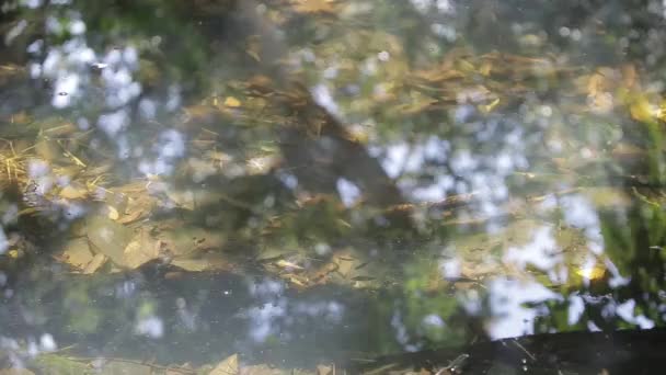 Pesci Che Nuotano Laghetto Trasparente Statico — Video Stock
