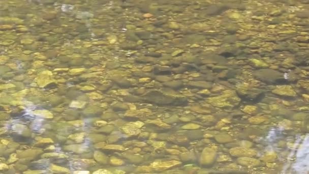 Ryby Plavání Čisté Řece Naklonění Nahoru — Stock video