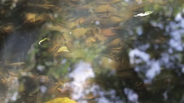 鱼在清澈的池塘里一起游动 静态的 — 图库视频影像