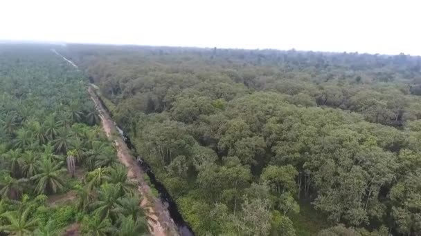 Arbres Forestiers Chemin Avec Source Eau Haut Glissez Vers Avant — Video