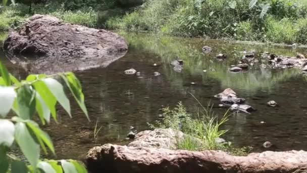 岩石前的叶子和环绕河流的植物 — 图库视频影像