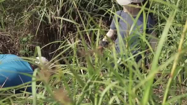 Hombre Mujer Trabajando Campo Flora Detrás Las Hojas — Vídeos de Stock