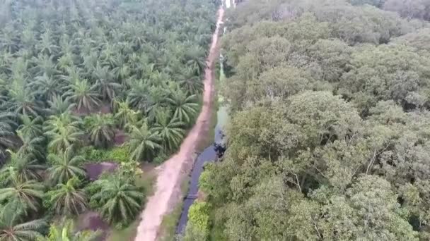 Palmiers Forêt Source Eau Haut Glissez Vers Avant — Video