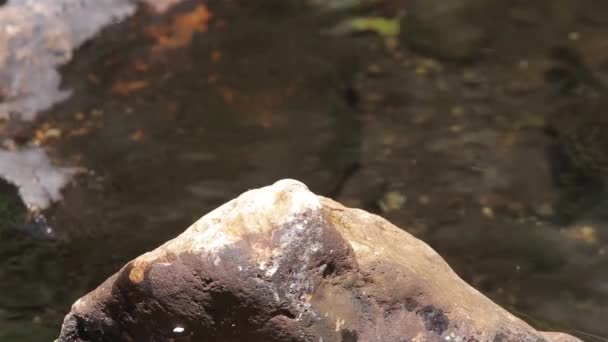 Libélula Rosa Roca Estanque — Vídeos de Stock