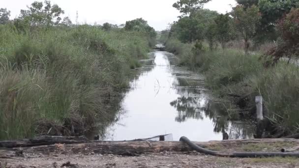 Fiume Circondato Flora Dietro Strada — Video Stock