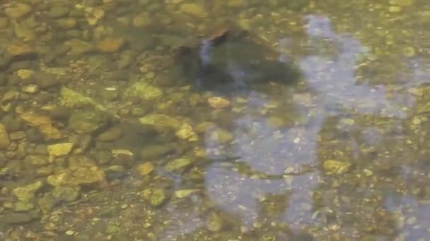 Βράχοι Κάτω Από Νερό Του Ποταμού Clear Pan Δεξιά Και — Αρχείο Βίντεο