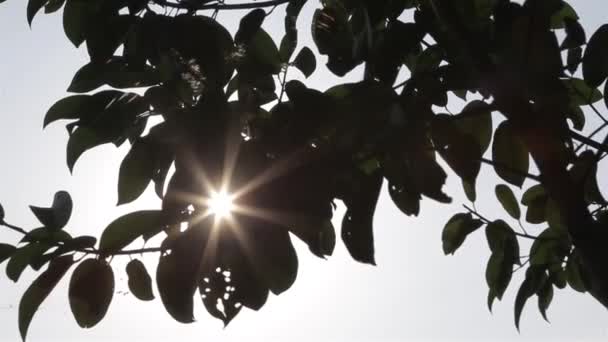 Rayo Sol Que Brilla Través Hojas Luz Negra — Vídeos de Stock