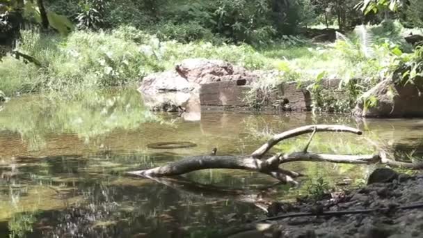 Posa Del Tronco Albero Nella Sorgente Acqua Circondata Flora Pan — Video Stock