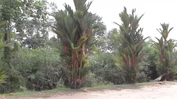 Árvores Flora Perto Estrada Sujeira Pan Direita Para Esquerda — Vídeo de Stock