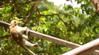 Boru Elli Maymunlar Asılıyor