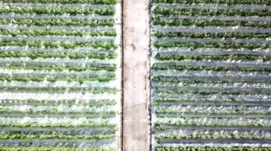 Küçük Ağaçların Büyük Çiftliği Arasındaki Koridor