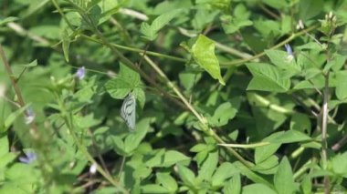 Bir fidanlıkta Kelebek