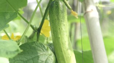 Bir Ağaçta Salatalık Asılı