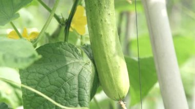 Bir Ağaçta Salatalık Asılı