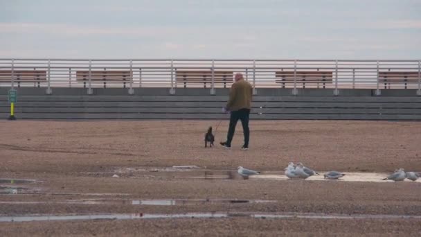Hombre Caminando Con Perro Una Playa Enfoque Tire — Vídeos de Stock