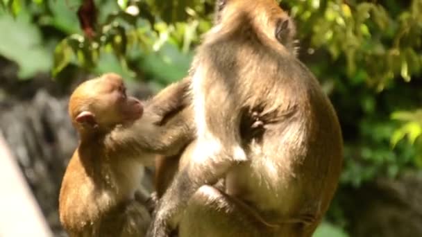 Aap Zijn Baby Aan Een Boom Hand Vastgehouden — Stockvideo