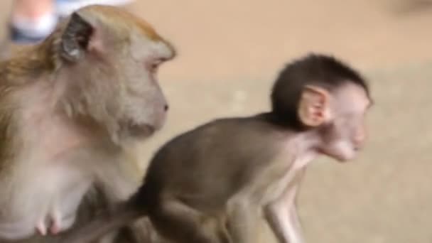 Macaco Protegendo Seu Bebê Mão Held — Vídeo de Stock