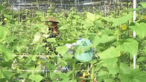 Agricultores Trabalhando Uma Plantação Ervas Daninhas Amarelas — Vídeo de Stock