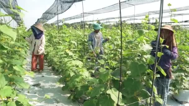 Asiatiska Odlare Som Arbetar Plantering — Stockvideo